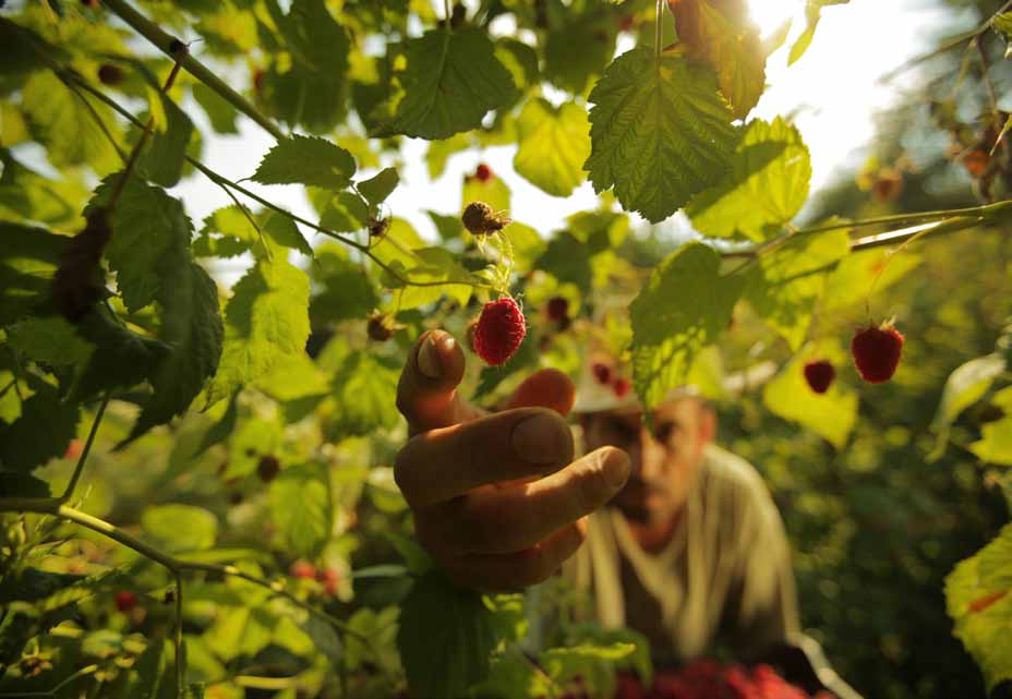 organic-food-country-serbia-incoming-dmc